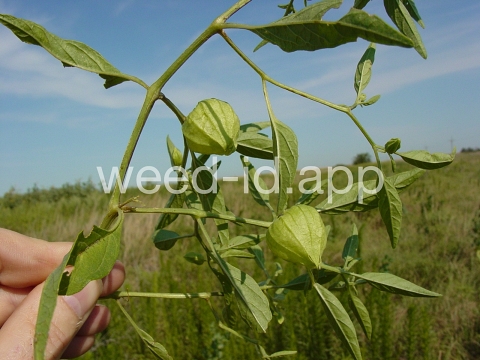 groundcherry, longleaf